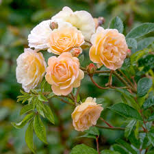 Keywords for free movies rambling rose. Rambling Roses David Austin Roses
