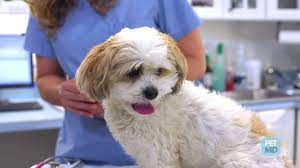 Dog Constipation What To Give A Constipated Dog Petmd Petmd