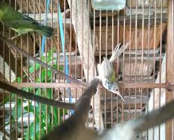 Namun, berdasarkan pengamatan serta pengalaman sejumlah breeder dan penggemarnya, ada beberapa tengara yang bisa membantu dalam membedakan sexing burung tersebut. Mengenal Ciri Dan Perawatan Burung Prenjak Lumut Gacor Dor