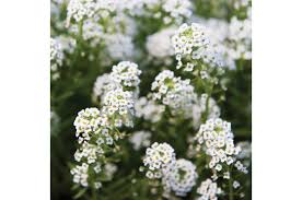 Sweet Alyssum Flower Seed Johnny S Selected Seeds