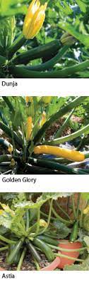 Midas ii (pmr) summer squash. Fresh Look The Zucchini Produce Grower
