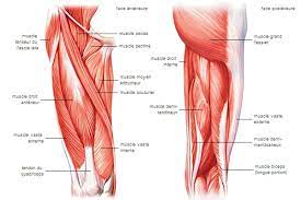 Les cuisses comprennent plusieurs muscles. Muscles Et Tendons De La Cuisse Media Larousse