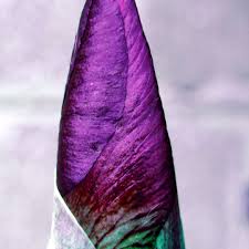 5 Floraison Chromatique Flowers Instaflowers Chromatics France Bretagne Breizhblogueuses Myasalemphotograph Tie Dye Skirt Dye Tie Dye