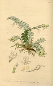 Image result for Angraecum distichum