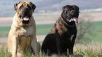 English Mastiff Puppies For Sale by Reputable Breeders ...
