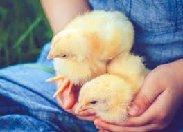 Video showing chicken hatching from an egg. Why Not To Give A Baby Chicken For Easter Petmd