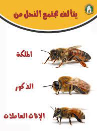 مجتمع النحل art black and white bee