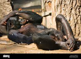 bonobo, pygmy chimpanzee (Pan paniscus), lying on its back masturbating  Stock Photo - Alamy