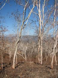Once spring arrives, new leaves will take their place. Deciduous Eucalyptus Alba Trees In Late Dry Season North Of Wairoke Luro Lautem Timor Leste 30 Oct 2006 Mapio Net