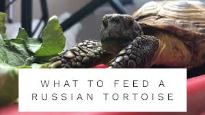 what to feed a russian tortoise