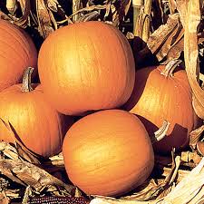 We did not find results for: Spirit Hybrid Pumpkin Seed Sale Vermont Bean Seed Company