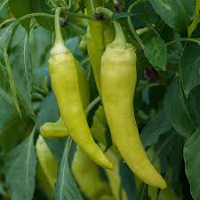 Caring for banana pepper plants is not difficult but a little tlc will increase your yield and the size of the fruits. Sweet Banana Pepper Pepper Joe S