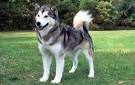Tonka the Malamute AKA WaterWolf - YouTube