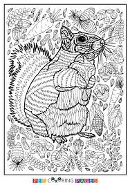 Free Printable Squirrel Coloring Page Jill Available For Download Simple And Detailed Versions F Squirrel Coloring Page Coloring Pages Animal Coloring Pages