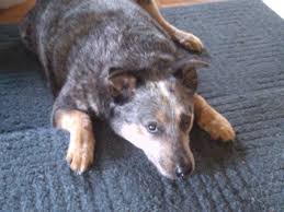Maybe you would like to learn more about one of these? Zeus And Athena Need A Dogsitter Best Of Iowa City Craigslist July 30 Edition Iowa City Ia Patch