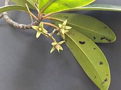 Image result for Rhizophora racemosa