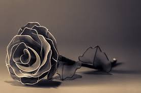 Full Hd Flower Full Screen 3d Wallpaper Blogs Nature Wallpaper Best full hd 1920x1080 wallpapers of flowers.
