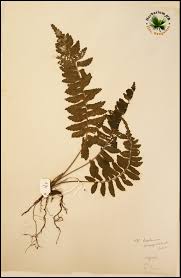 Image result for Asplenium inaequilaterale