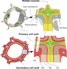 Maybe you would like to learn more about one of these? The Cell More Information Cell Wall Atlas Of Plant And Animal Histology