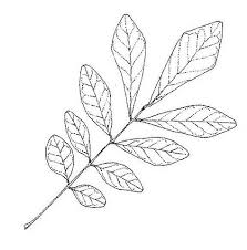 Image result for Philenoptera bussei