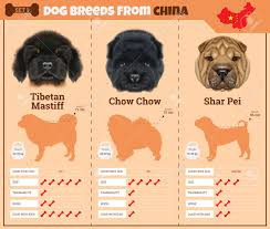 Dogs Breed Vector Infographics Types Of Dog Breeds From China