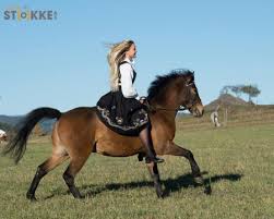 Axel kleivane ute av «paradise hotel»: Ida Johansen Aaserud Blogg