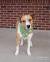 German Shepherd Pointer Mix Puppies
