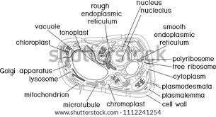 Cell cycle and mitosis coloring worksheet answer key. Plant Cell Coloring Page At Getdrawings Free Download