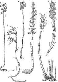 Image result for Exochaenium oliganthum