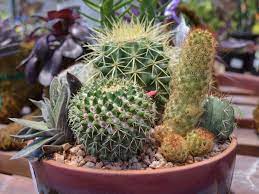 To propagate cactus in water, you only require a few things: How To Propagate Cactus