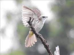 Melayani pengiriman ke suluruh wilayah indonesia dari sabang marauke. Masteran Trucukan Ropel Nggaruda Ngropel Dahsyat Youtube