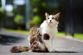 When a cat pants he cools himself by the physical process called the latent heat of evaporation. What Temperature Is Too Hot For Cats