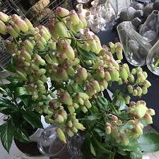 Kalanchoe Magic Bells Indoor Plants Indoor Plants Plants Houseplants