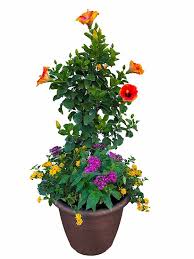 Palm beach wholesale flowers, inc. Gray S Ornamentals Florida Based Growers Of Tropicals Ornamentals Grasses And Ground Covers Wholesale Nursery To The Trade