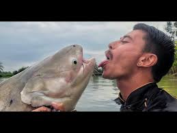 Chao Phraya Catfish at Jurassic Mountain Fishing Resort.