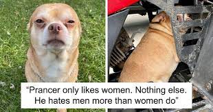 We are in need of good foster homes. Adoption Post Honestly Lists Everything That S Wrong With This Demonic Chihuahua And It Goes Viral Bored Panda