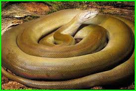 Diameter tubuh ular ini sendiri bisa mencapai 30 cm. 10 Ular Terbesar Dan Terpanjang Di Dunia Yang Masih Hidup Dunia Fauna Hewan Binatang Tumbuhan Dunia Fauna Hewan Binatang Tumbuhan