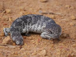 Black And White Lizard Australia Australian Wildlife Nick S Wanderings Australian Wildlife Wildlife Animals