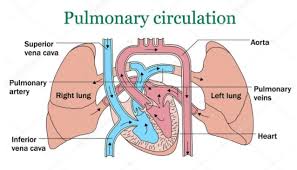 Electrical impulses, controlled by the cardiac conduction system, make the heart muscle contract and relax, creating the rate and rhythm of your heartbeat. Blood Flow Of A Canine Heart