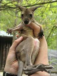 Baby Kangaroo Cute Baby Animals Baby Animals Cute Animals