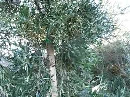 Swan hill majestic beauty olive tree. Olive Mature Majestic Beauty Mov Youtube
