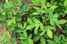 Image result for Arachis hypogaea