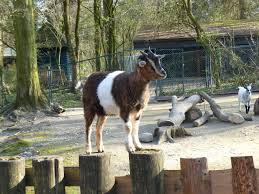 Zicklein Auf Dem Zaun Zicke Zaun