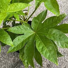 Image result for Alafia orientalis