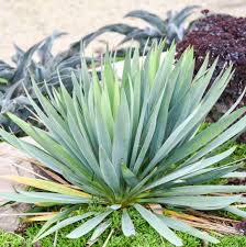 Image result for Yucca