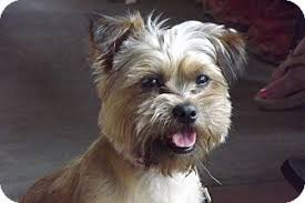 I'd be happy to visit an adoption cuts off the birth parents' rights and responsibilities, and gives them to the adoptive parents. Fort Worth Tx Yorkie Yorkshire Terrier Meet Chewy A Pet For Adoption