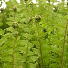 Image result for Dryopteris