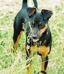 The manchester terrier has been described as catlike, being impeccably clean, independent, reserved with strangers, yet sensitive. Manchester Terrier Dog Breed Information And Pictures