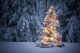 Christmas Tree In Snow Jpg 2710 1814 Snowy Christmas Tree Christmas Tree Wallpaper Beautiful Christmas Trees