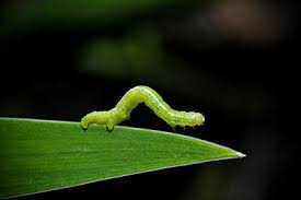 The caterpillars begin as red larvae but then turn bright green with many spines. What Are These Small Green Worms In My Trees Virginia Green